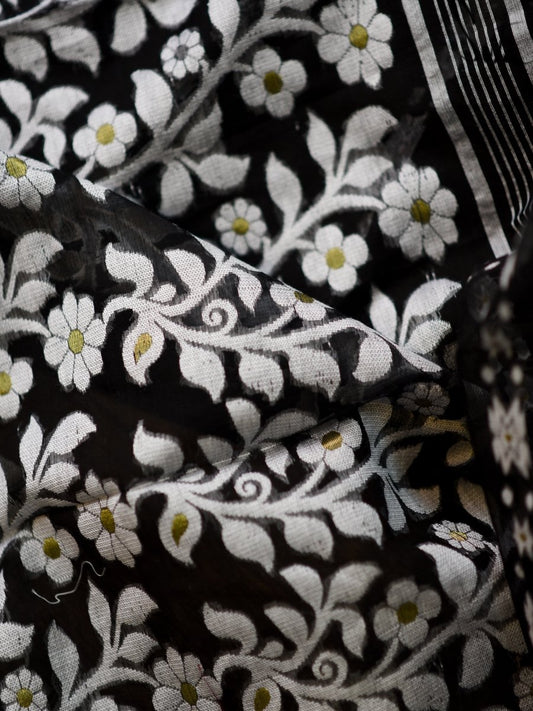 Blacknight Hollyhock